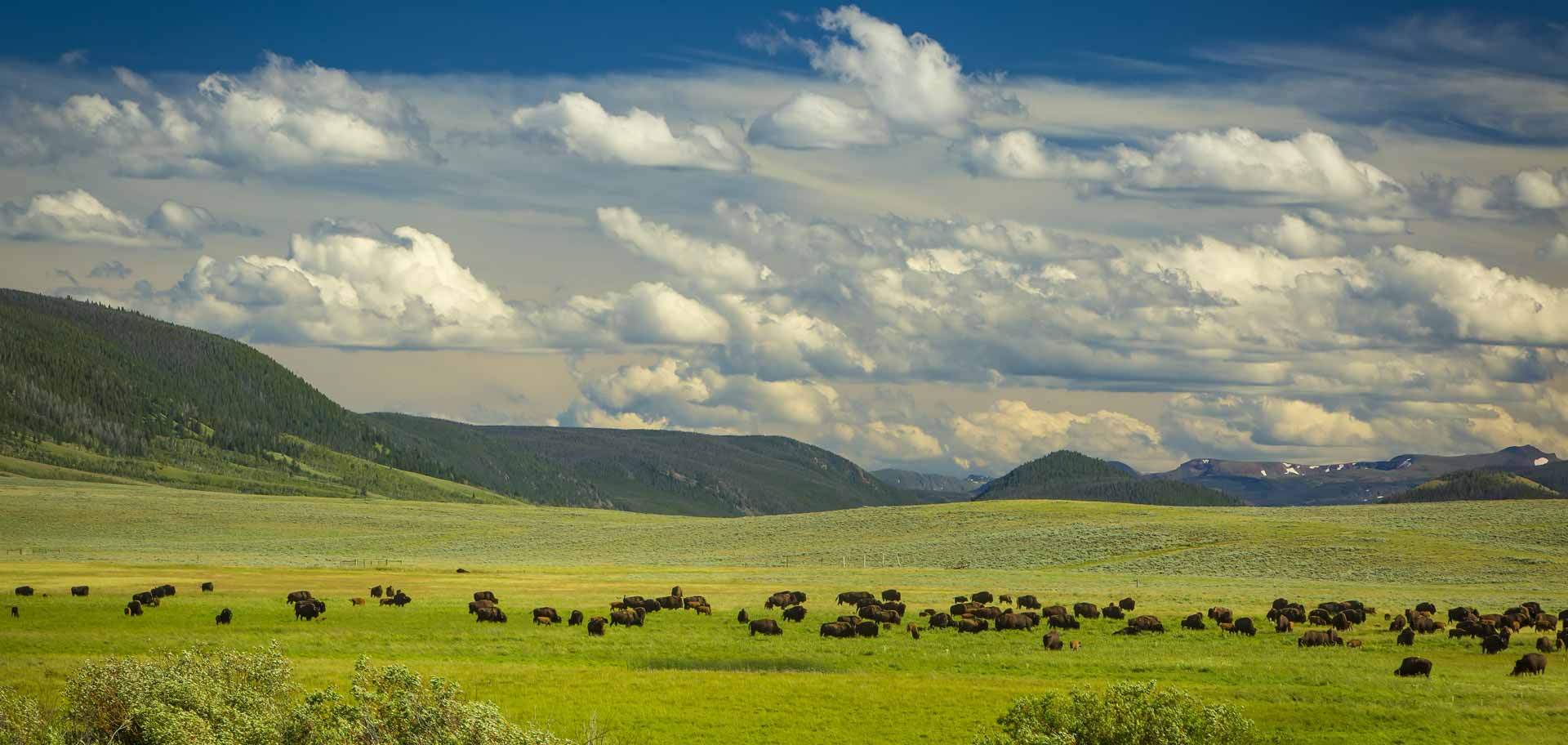 Bison Ranchers