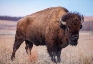 Great Range Bison Preservation