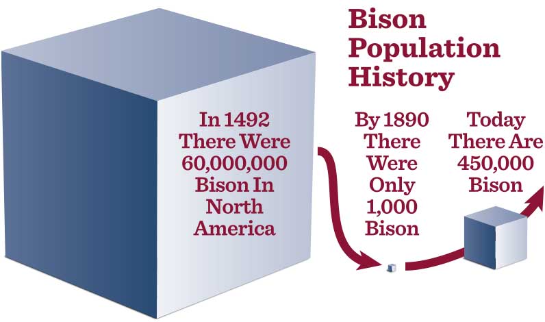 Bison Population History graphic