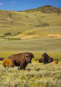 Bison Welfare